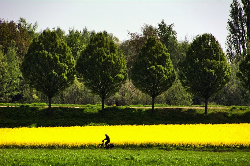 Fietser in het koolzaadveld van Edgar Schermaul