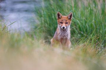 red fox cub sur Pim Leijen