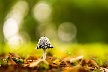 Bokeh en paddenstoelen van Dennis Venema