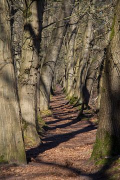 Bomen pad doorgang van Marco Leeggangers