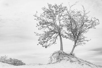 Fragile tree from the Amsterdam water supply dunes. by Hans Brinkel