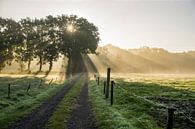 Het pad in de ochtendzon van Hessel de Jong thumbnail