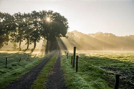 Der Weg in der Morgensonne von Hessel de Jong Fotografie