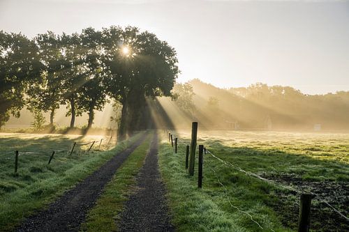 Het pad in de ochtendzon
