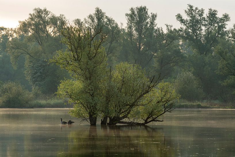 Geese near an island. by René Jonkhout
