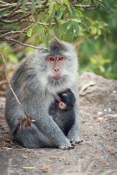 Singe macaque avec un jeune sur Perry Wiertz