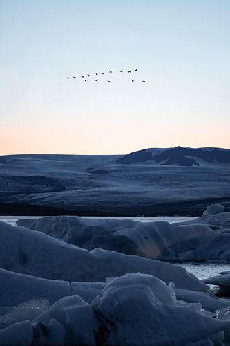 Oiseaux au-dessus du glacier