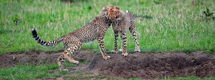 spielende Geparden von Peter Michel
