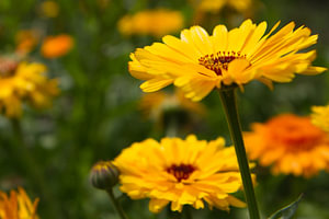 Gele margrieten