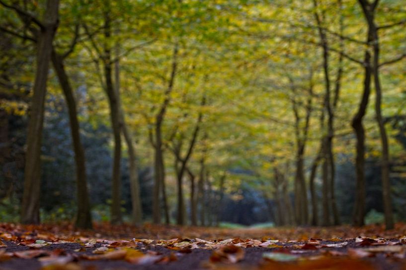 Continuez à regarder vers le haut... C'est le secret de la vie par AudFocus - Audrey van der Hoorn