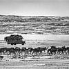 Niger. Sahara Desert. Salt caravan with camels. Bus with people. by Frans Lemmens