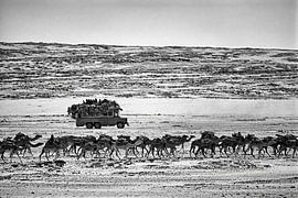 Niger. Désert du Sahara. Caravane de sel avec des chameaux. Bus avec des gens. sur Frans Lemmens