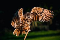 Oehoe in het laatste avondlicht