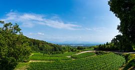 Allemagne, panorama XXL sur les vignobles de Kaiserstuhl sur adventure-photos