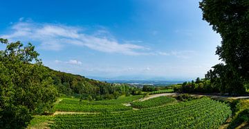 Duitsland, XXL panorama wijngaarden bij Kaiserstuhl van Simon Dux