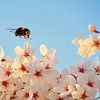 Bourdon sur une fleur de cerisier sur Bfec.nl
