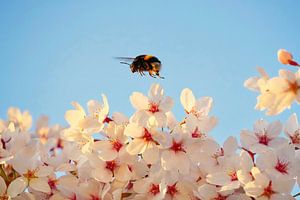 Bourdon sur une fleur de cerisier
