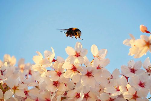 Bourdon sur une fleur de cerisier