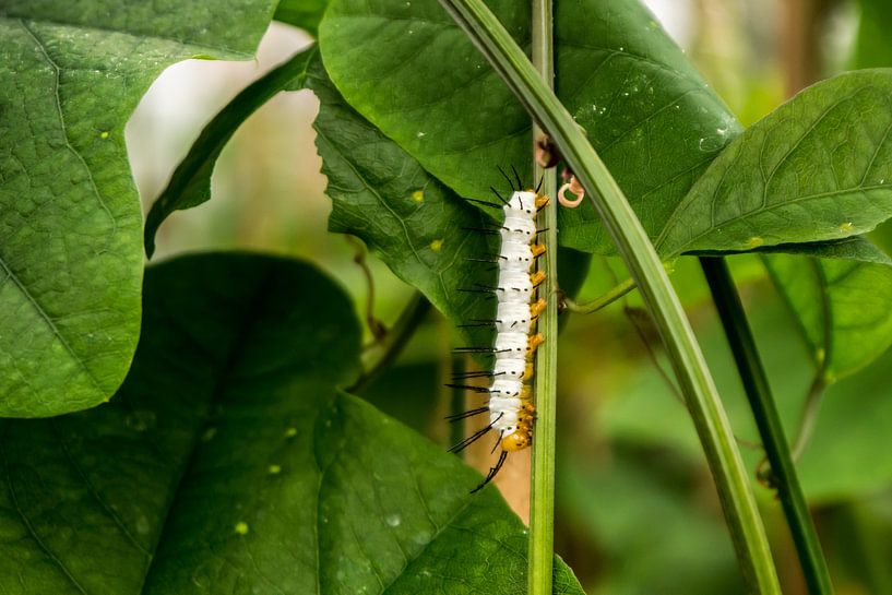 caterpillar on a leaf by Andy Midside