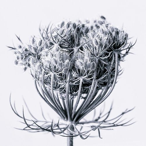 Wild carrot II