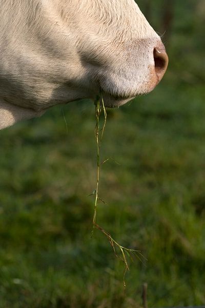 Blonde Koe by Ronald Wilfred Jansen