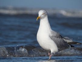 Möwe von Martijn Winkelaar