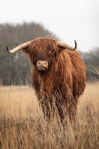 Schottischer Highlander auf dem Scharreveld