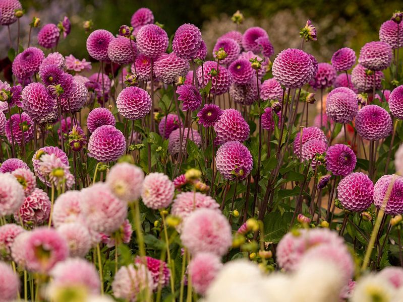 Dahlias roses par Tessa Poll