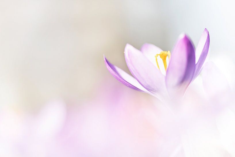 crocus par Peter Ruijs