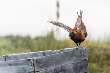 Een fazant in balans van zeilstrafotografie.nl