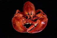 Der Rote Hummer von Arnold van West Miniaturansicht