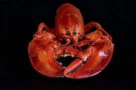 De Rode Kreeft van Arnold van West