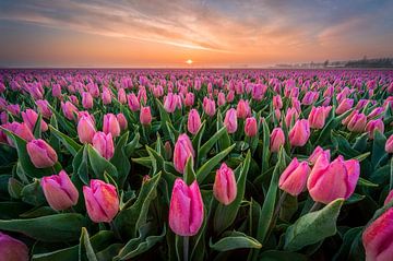 Pink tulip field at sunrise