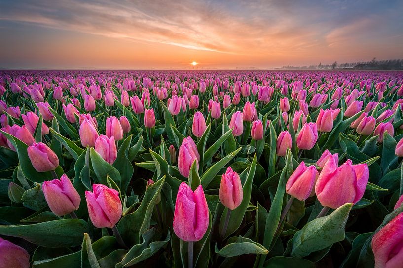 Champ de tulipes roses au lever du soleil par Ellen van den Doel