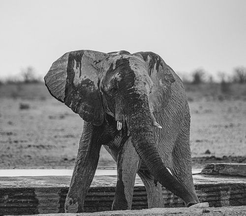 Olifant koelt af bij een waterpoel in Namibië, Afrika