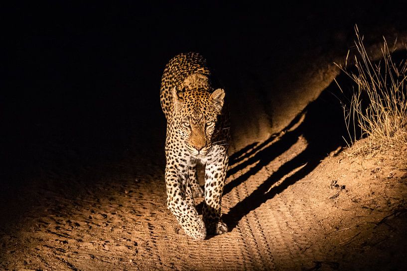 Léopard de nuit par Martin Schuit
