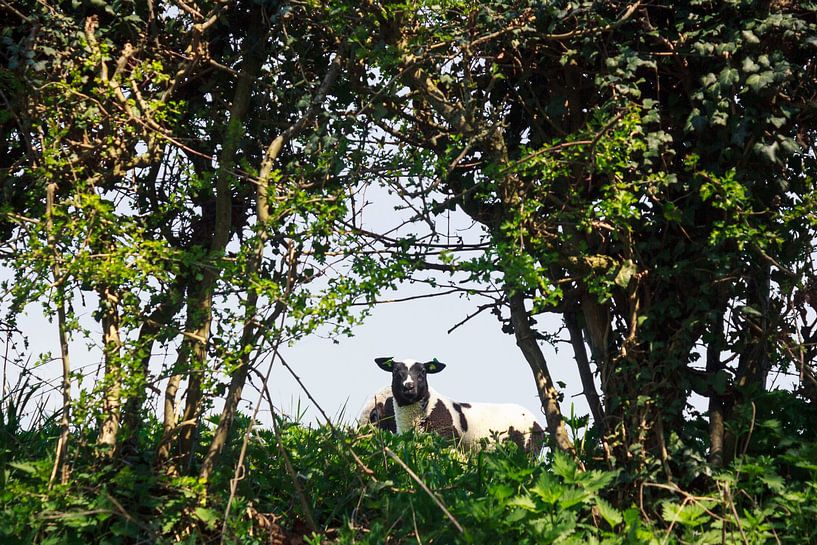 Lamb through the hedges by Luis Boullosa