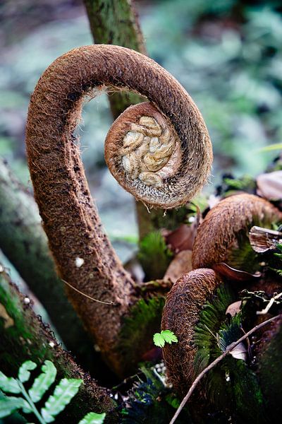 The sculptural beauty of fiddleheads covered in brown down by Frank Photos