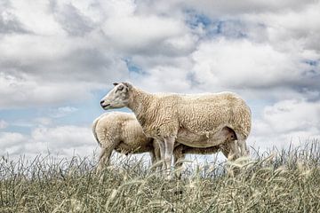 Sheep against a typical Dutch cloud sky. Wout Cook One2expose by Wout Kok