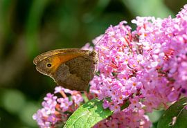 Vlinder op de zomerlila in de tuin