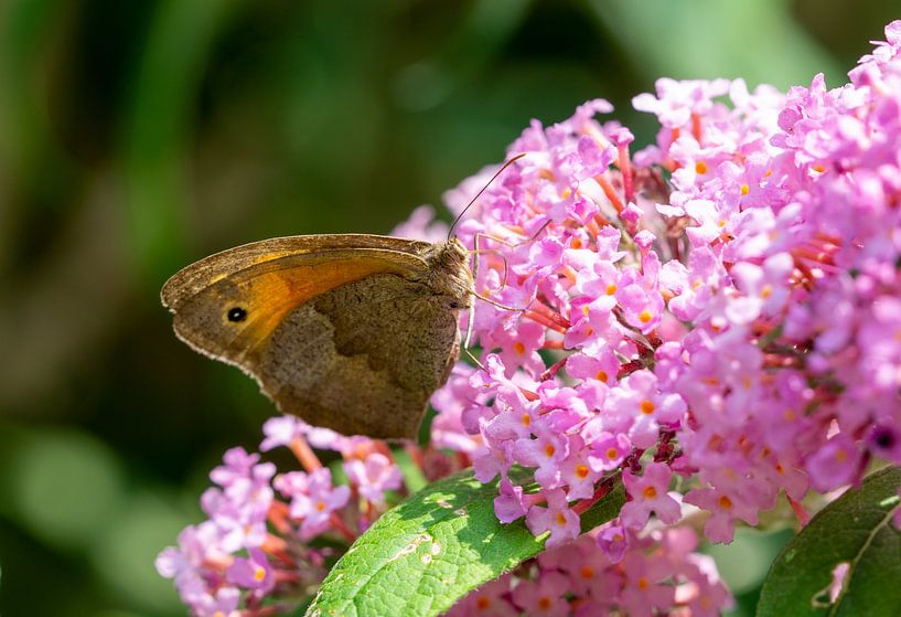 Butterfly on summer lilac in garden by Animaflora PicsStock