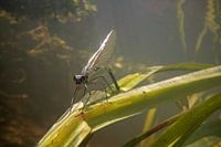 wood swamp damselfly underwater