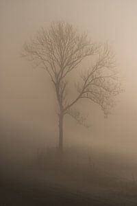 Arbre dans le brouillard sur Moetwil en van Dijk - Fotografie