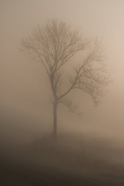 Tree in the fog by Moetwil en van Dijk - Fotografie
