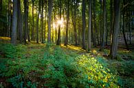 Summer in the beech forest by Martin Wasilewski thumbnail