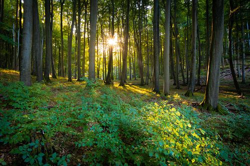 Summer in the beech forest by Martin Wasilewski