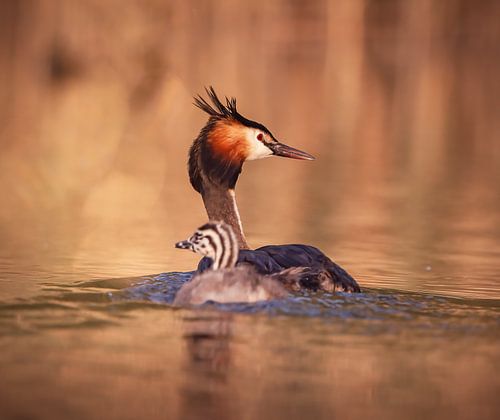 Fuut samen met jonge fuut