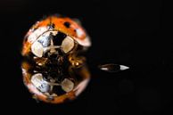 Lieveheersbeestje met zelfreflectie van Gerry van Roosmalen thumbnail