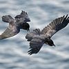 Twee Raven in vlucht van Beschermingswerk voor aan uw muur