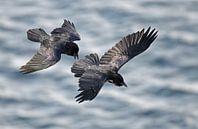 Deux corbeaux en vol par Beschermingswerk voor aan uw muur Aperçu